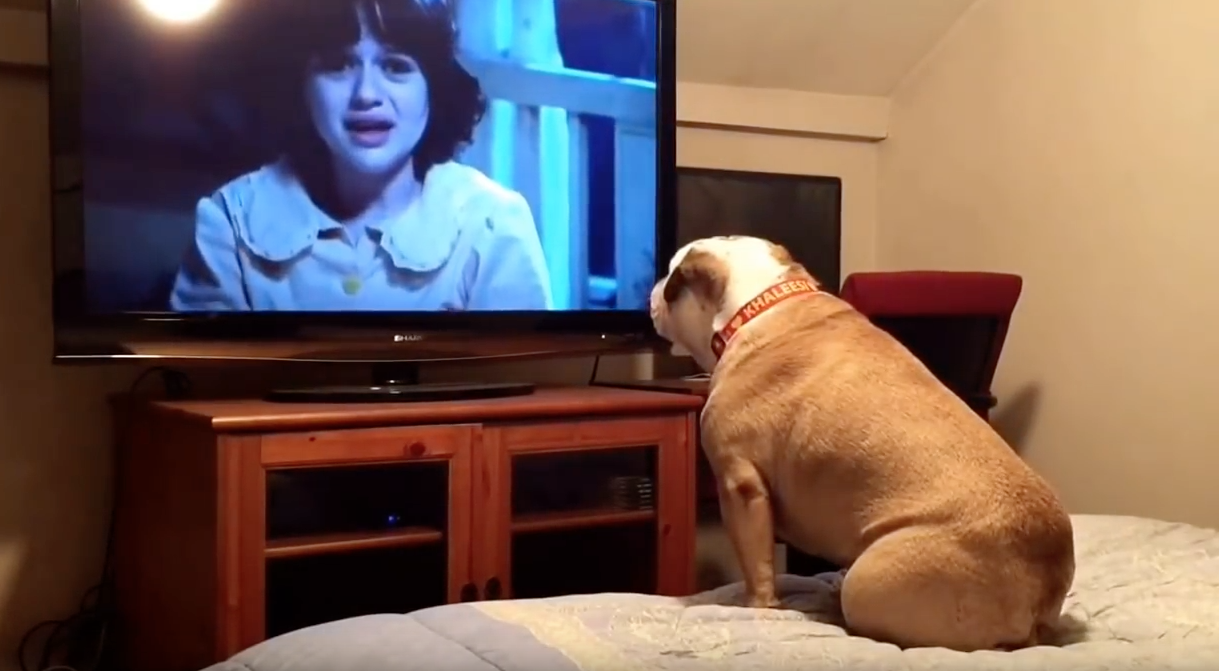 video viral, perro bulldog, película terror, Khaleesi