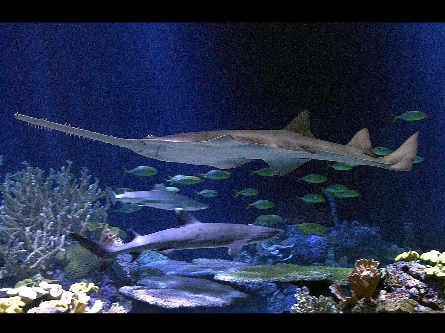 Imagen de archivo de un tiburón Sierra