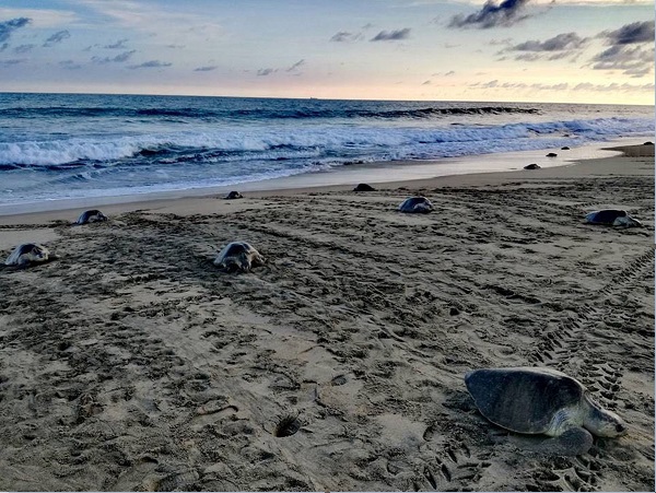 Tortugas golfinas llegan a playas de oaxaca
