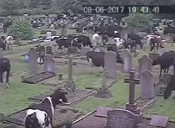 vacas, cementerio, panteón, Inglaterra, tumbas, Thorsbury
