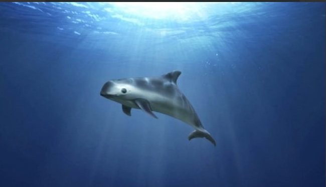 mexico realiza acciones para proteger vaquita marina