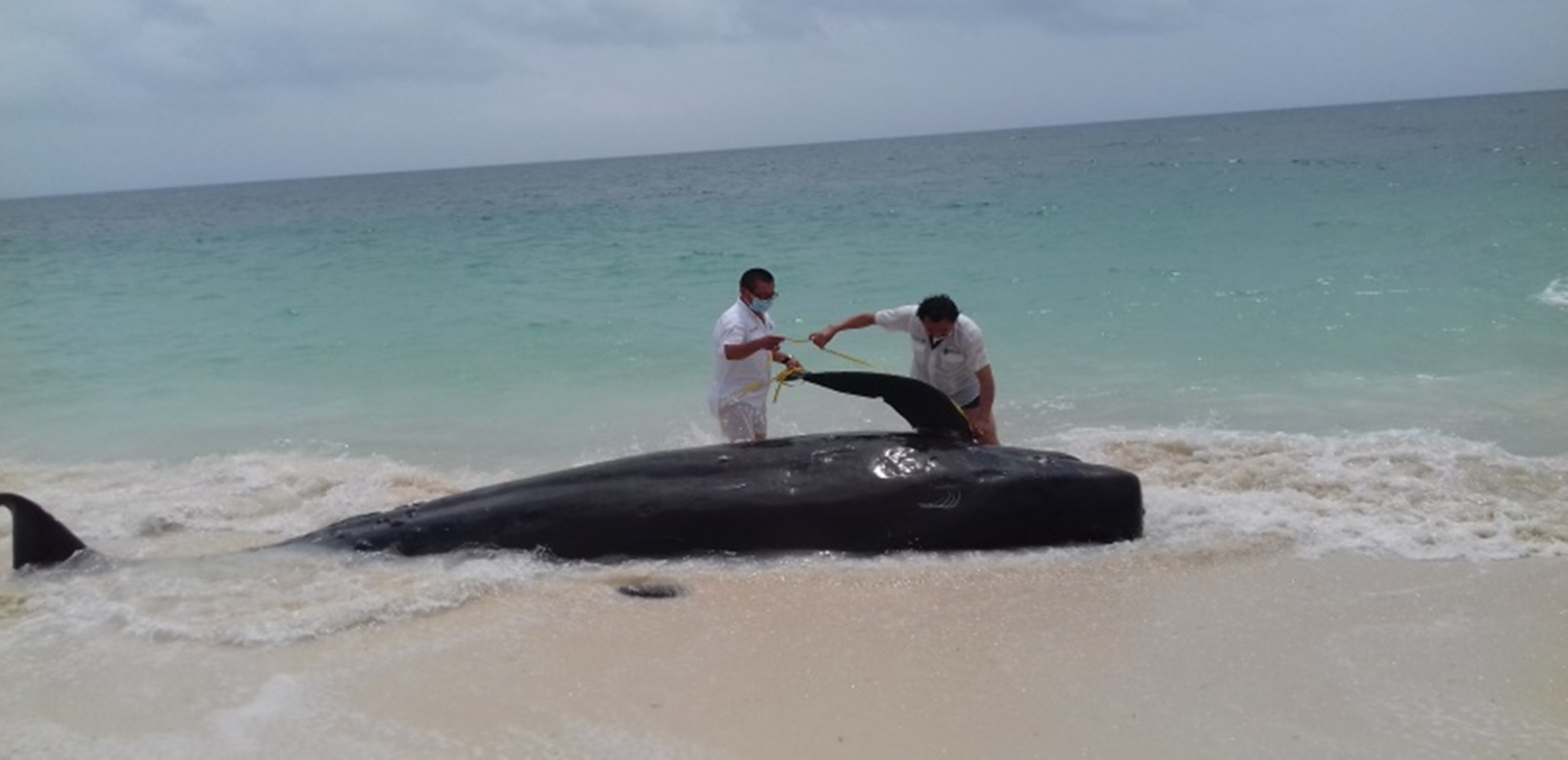 Ballena Piloto muerta en playa de Quintana Roo