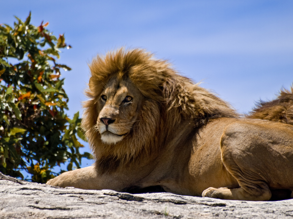 Cecil, León, Xanda, Caza, Muere, Matan, Cecil el león