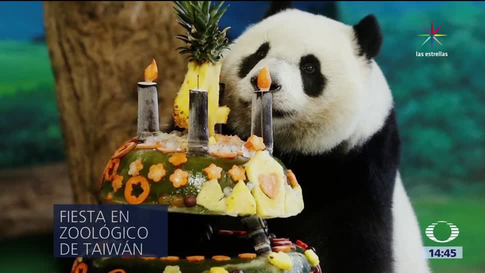 La panda Yuan Shuai cumple cuatro años