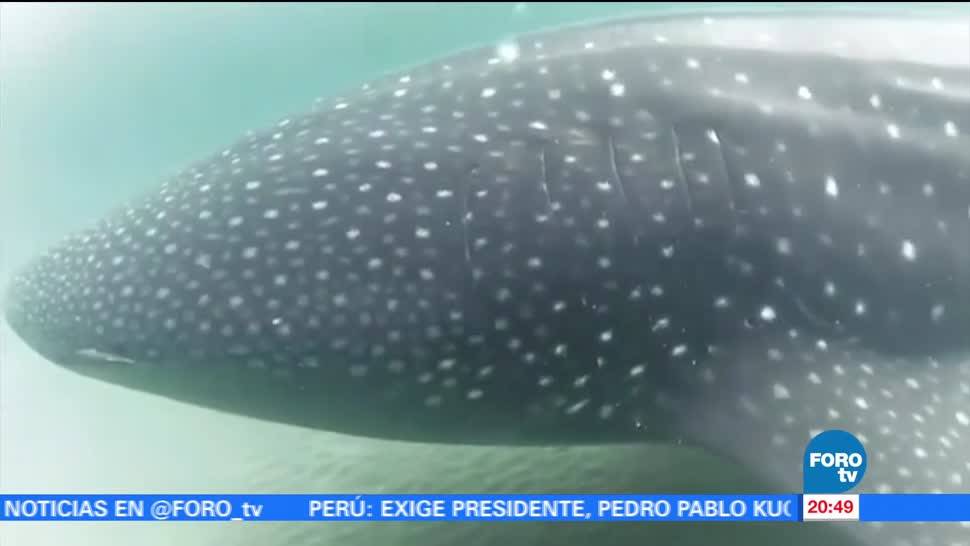 noticias, forotv, Protección, tiburón ballena, Mar de Cortés, tiburón