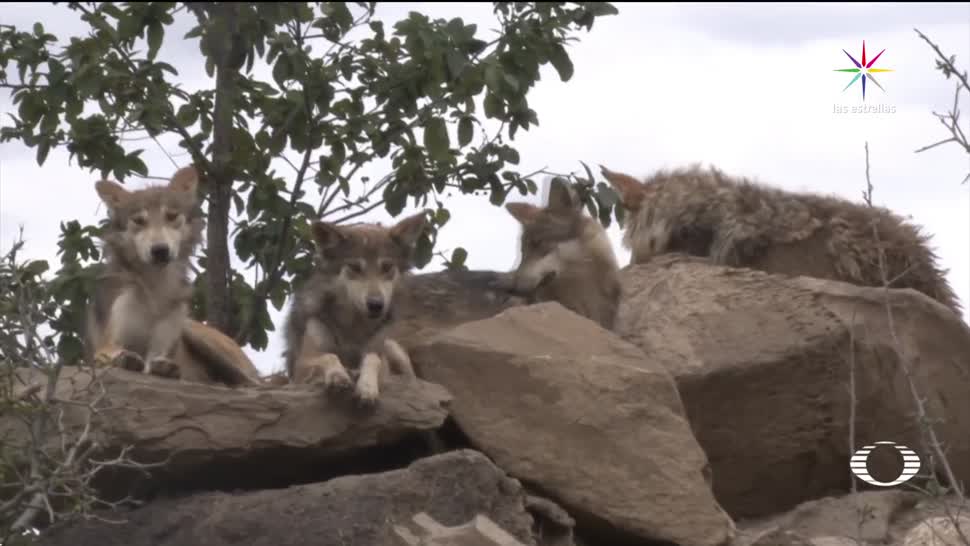 Nacen, 18 crías, lobo, mexicano, México, cautiverio lobos