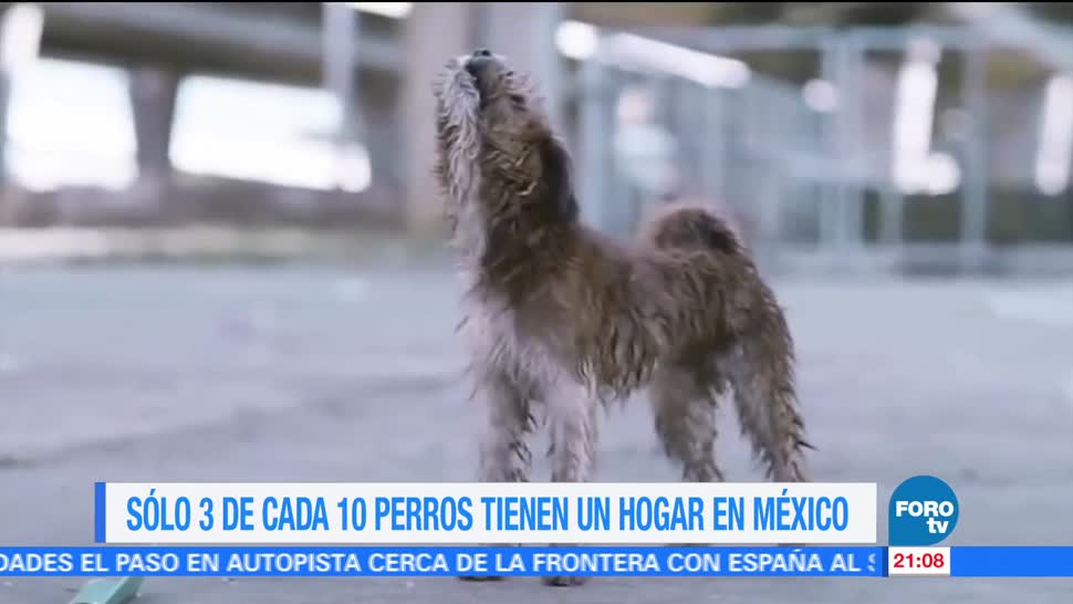 perros, callejeros, sin dueño, México, agresiones, ataques