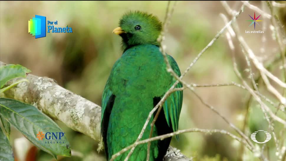 Planeta Quetzal Costa Rica Por El Planeta