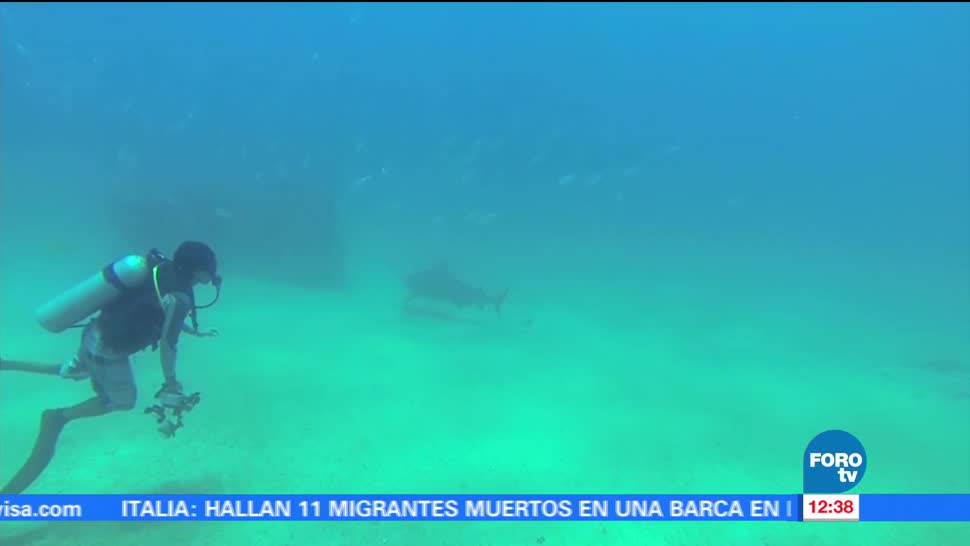 Encuentro, tiburones, Cabo Pulmo, BCS