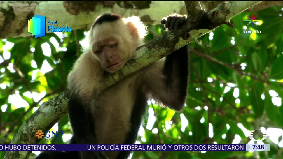 monos, Costa Rica, reyes, árboles