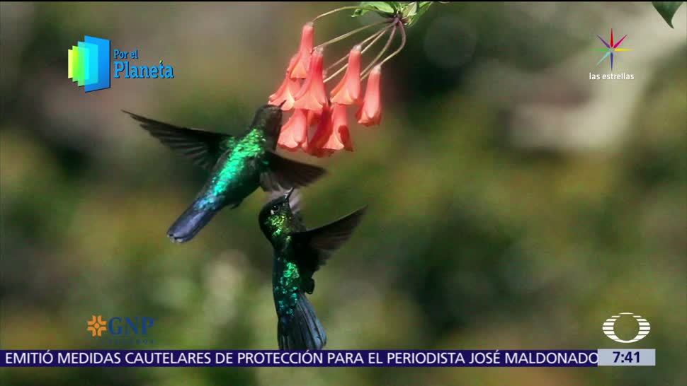 Televisa News Aves Aviturismo Costa Rica