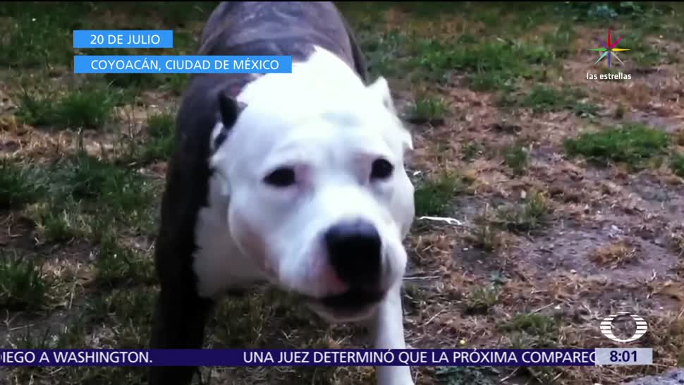 Informacion Ataques Perros Pitbull Muertos Mexico