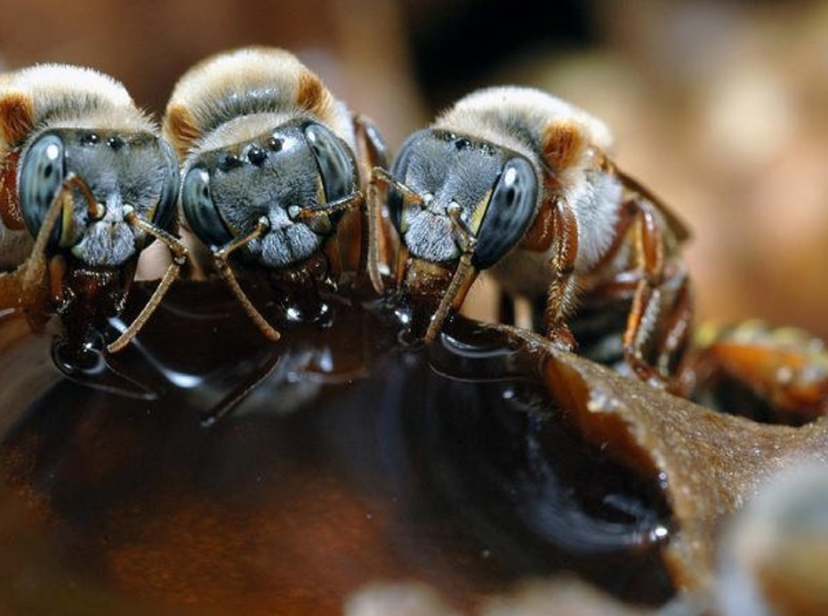 En riesgo producción de abeja melipona en Campeche. (Conabio Archivo)