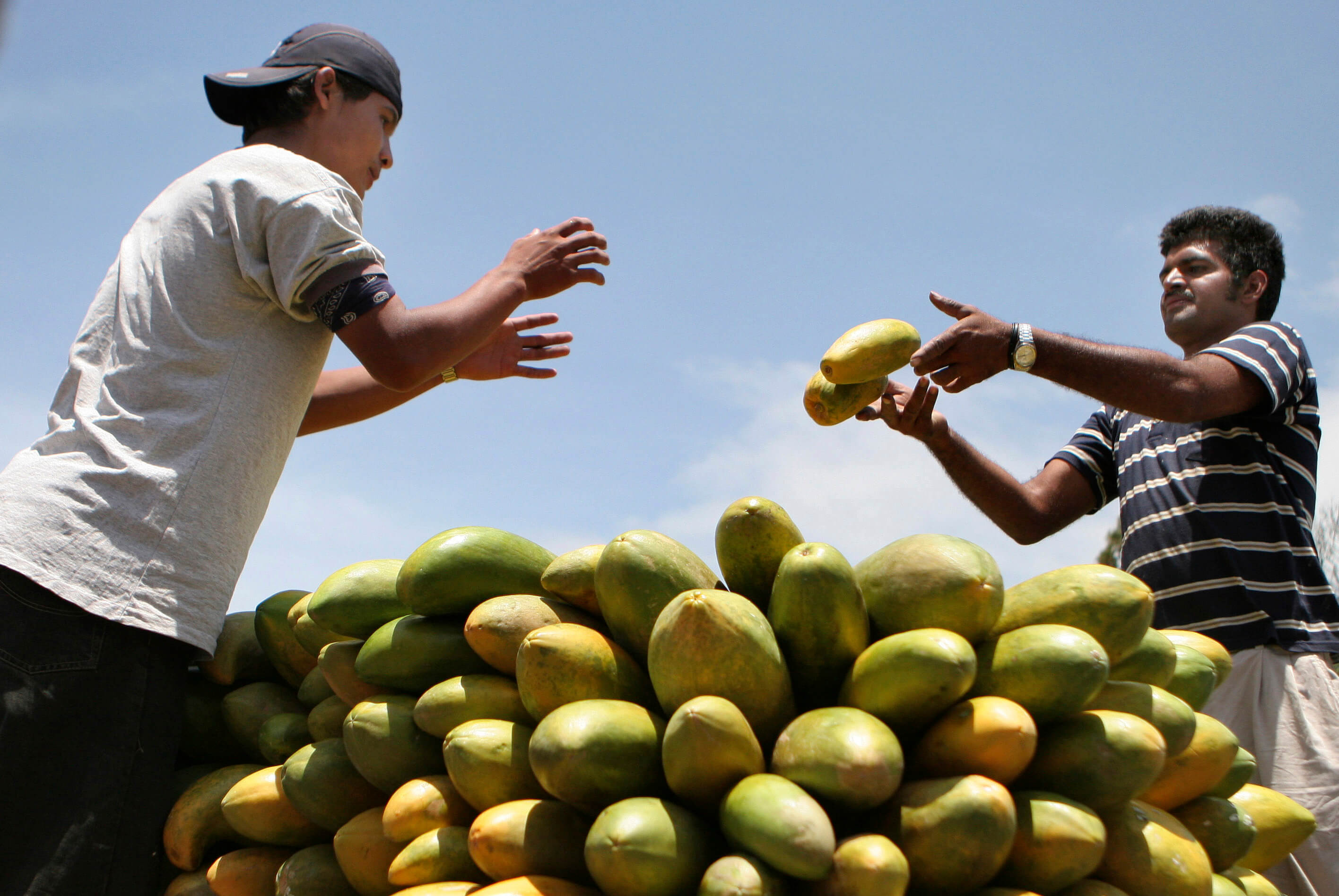 México investiga brote de salmonella en Estados Unidos por papaya contaminada