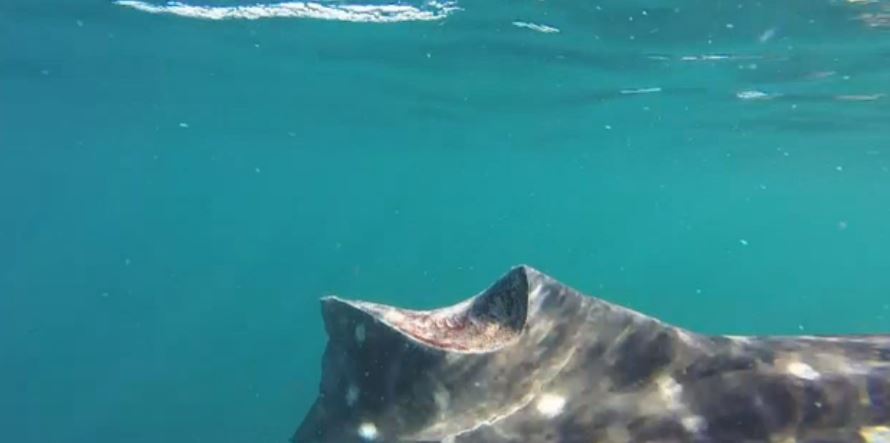 Aleta de tiburón ballena cortada por embarcación durante avistamiento 