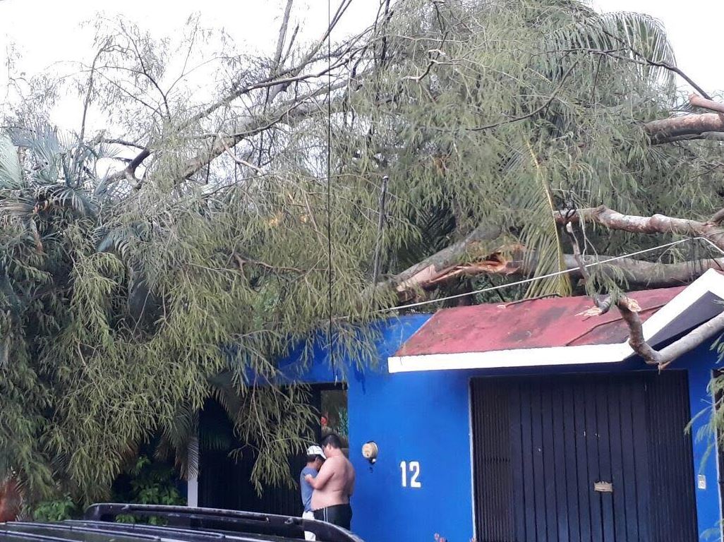 Lluvia, Encharcamientos, Caída de árboles, Chiapas, Tapachula, Suministro, Red Eléctrica
