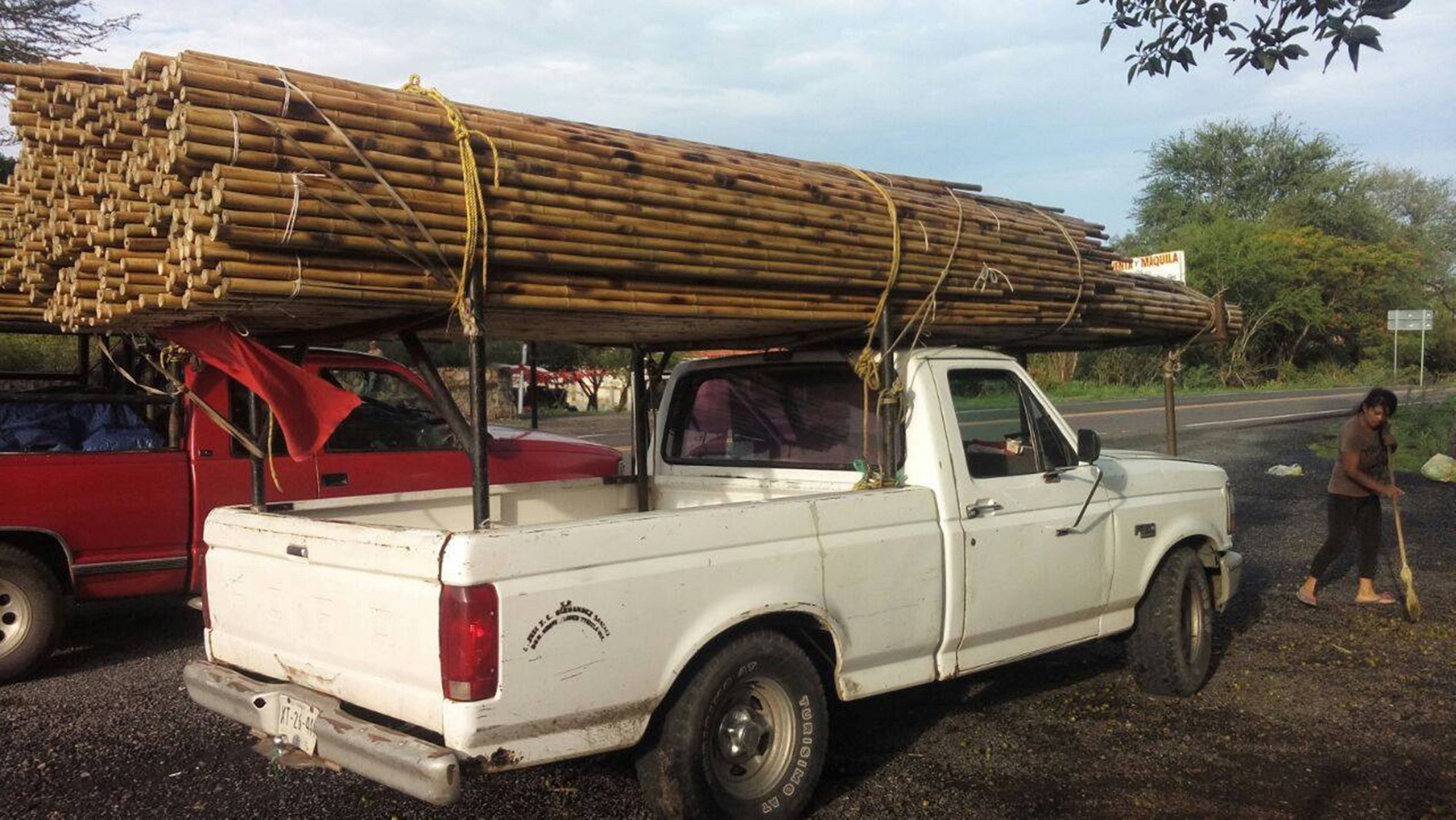 Aseguran en Nayarit bambú transportados ilegalmente