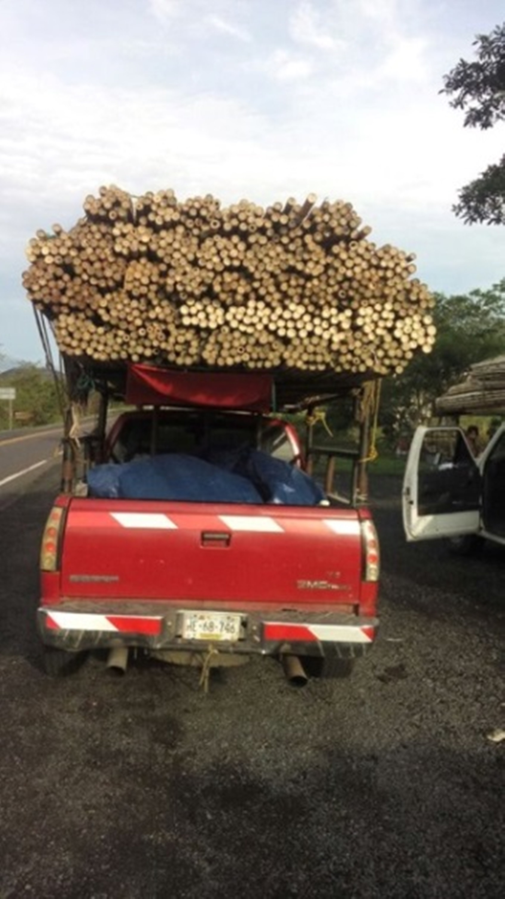 Aseguran en Nayarit bambú transportado ilegalmente