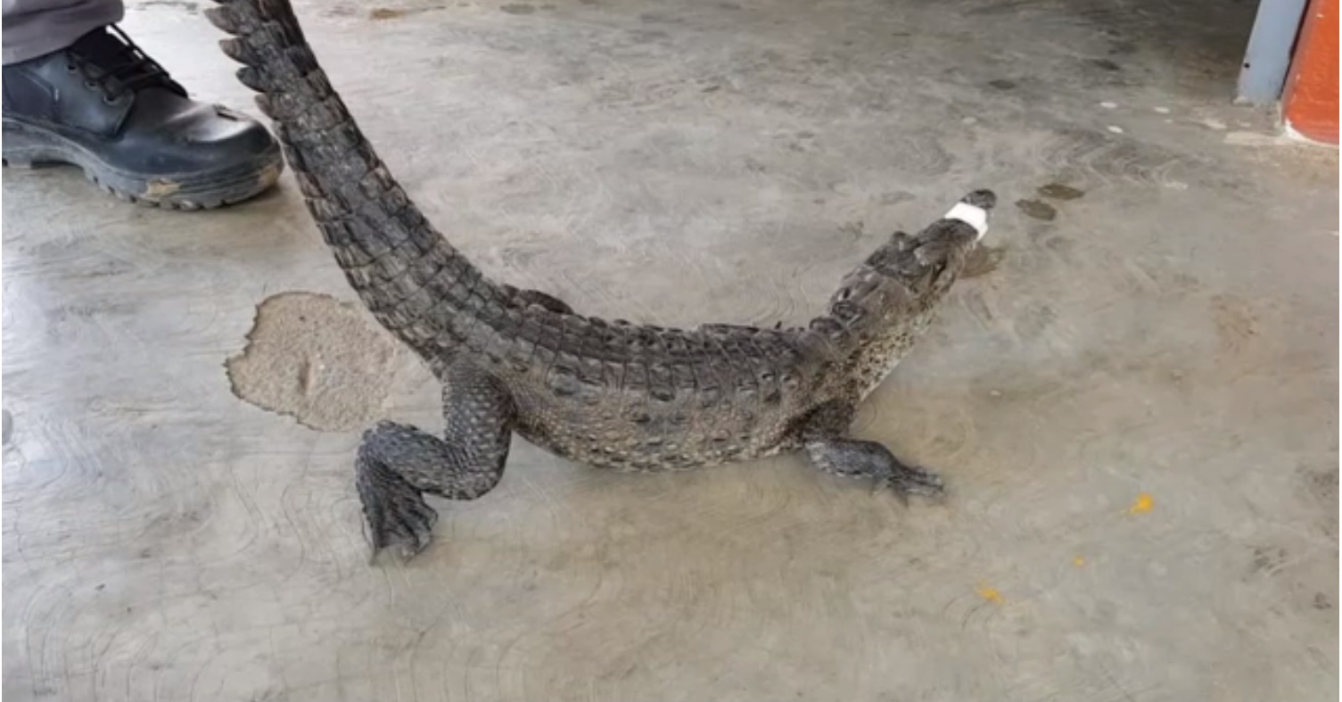 autoridades de oaxaca advierten de cocodrilos en la costa