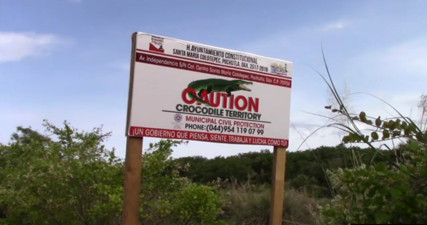 Autoridades de oaxaca advierten de cocodrilos en la costa