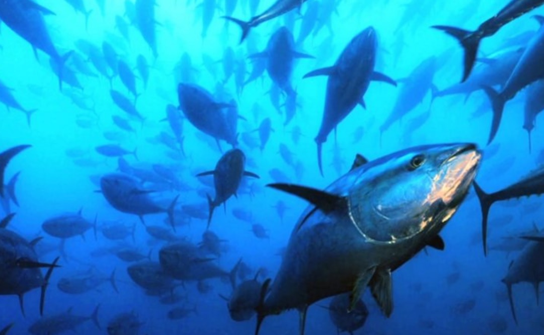 Atún aleta azul, en peligro de extinción en mares mexicanos
