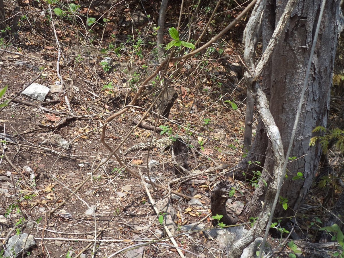 Autoridad ambiental reintegra a su hábitat a lagarto en Colima. (Profepa)