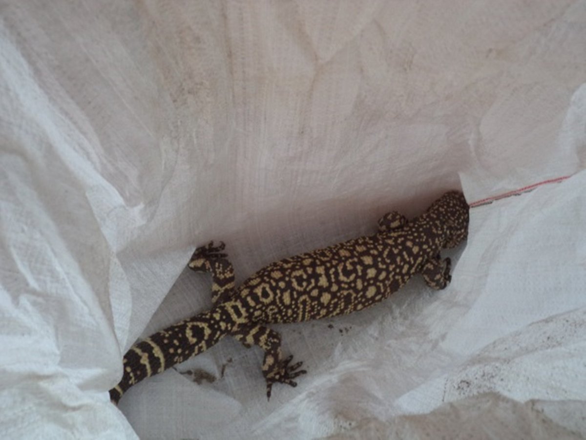 Autoridad ambiental reintegra a su hábitat a lagarto en Colima
