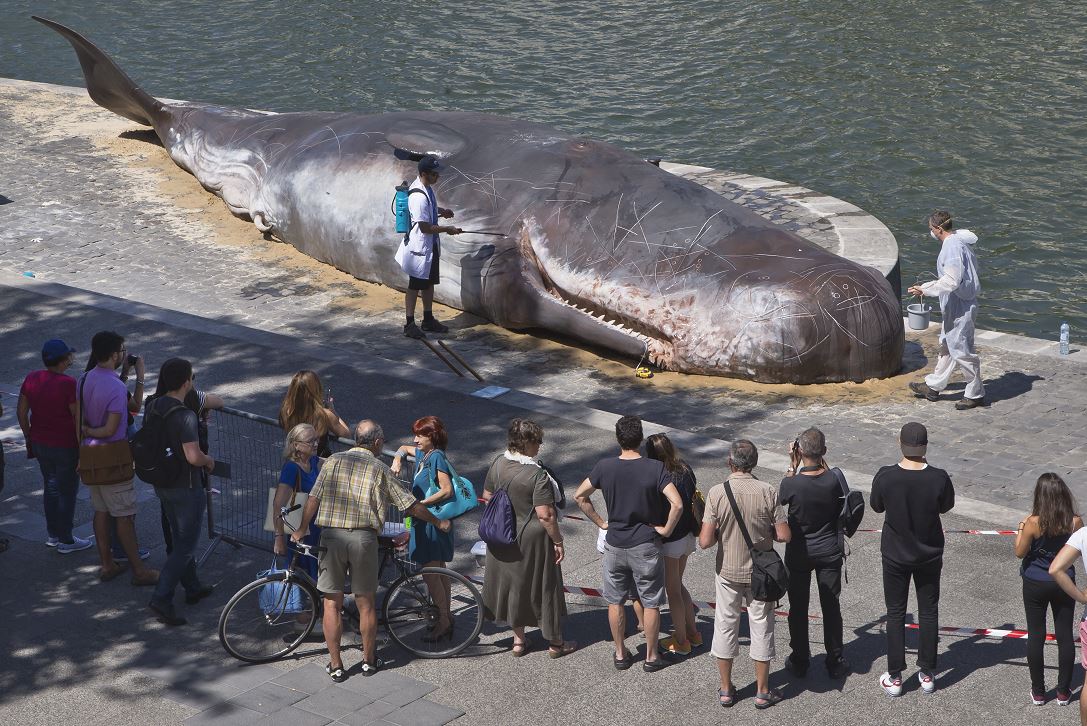 Aparece 'ballena gigante' en orilla del río Sena, París