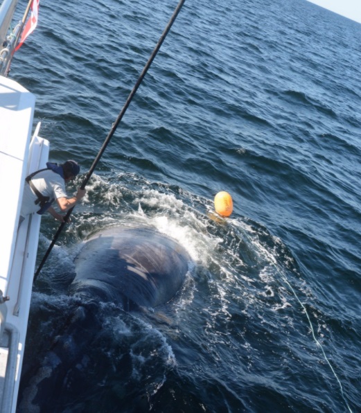 Joe Howlett, un rescatista canadiense trataba de salvar a una ballena enredada (Twitter:@DFO_Gulf)