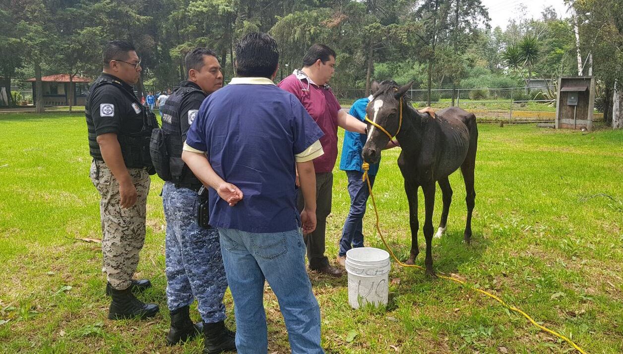 Policías, sector Quiroga, caballos, cabalgaban, Vigilancia Animal