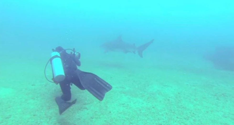 cabo pulmo, el encuentro cercano con tiburones en bcs