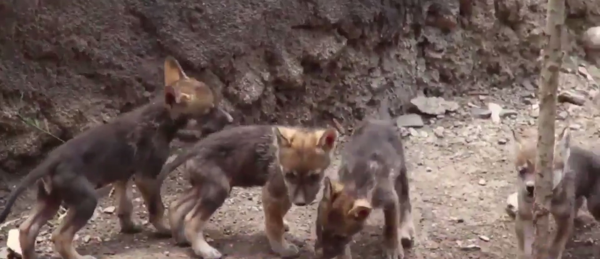 Cachorros de lobo mexicano juegan en el museo