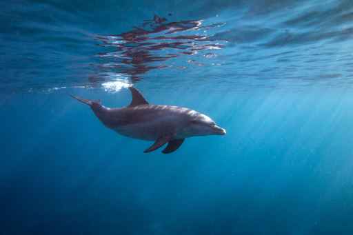 Buque Manzanillo, pesca, atún, delfín, ecología, medio ambiente