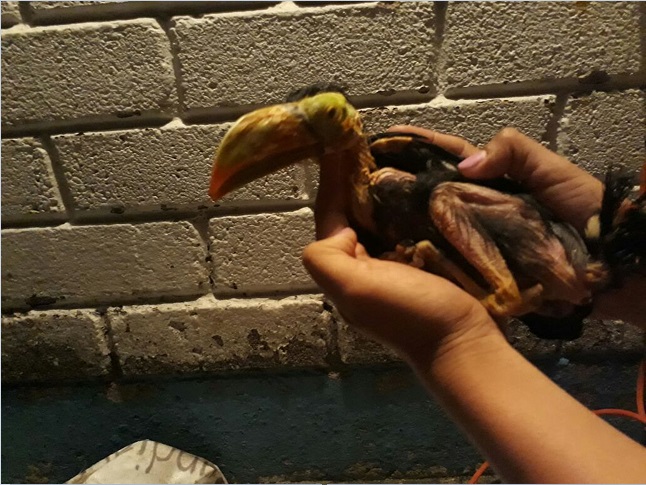 La Profepa asegura dos polluelos de tucán en Guadalajara