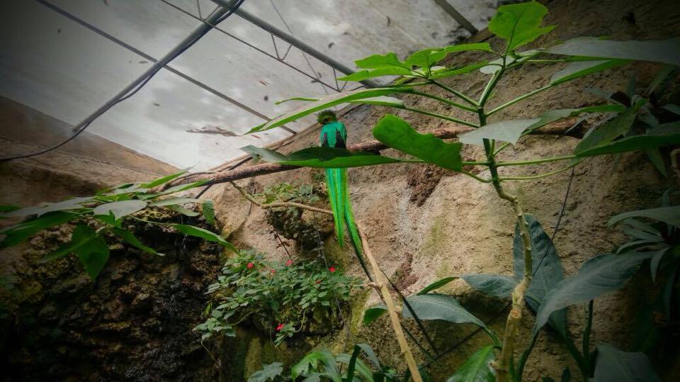 Quetzal Zoologico Tuxtla Chiapas Medio Ambiente