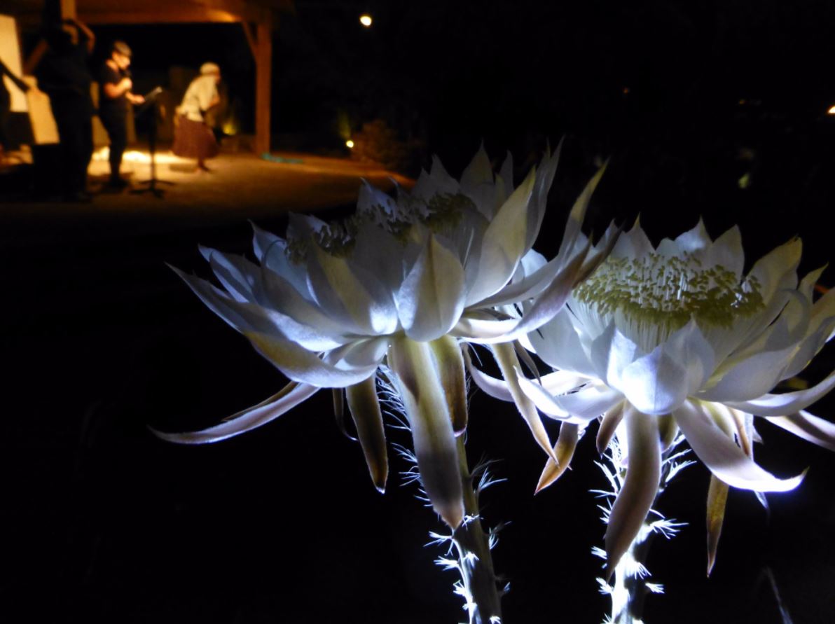 cactus, tohono Chul Park, flor, noche, florece