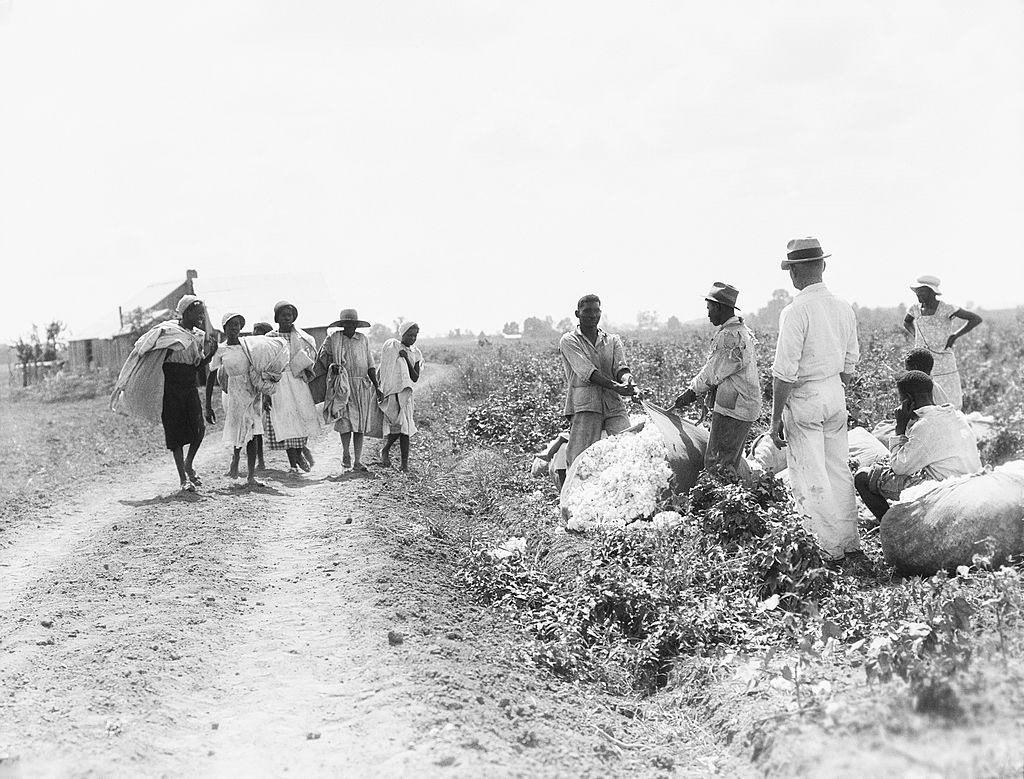 Afroamericanos Trabajando En Campos De Algodón, Foto
