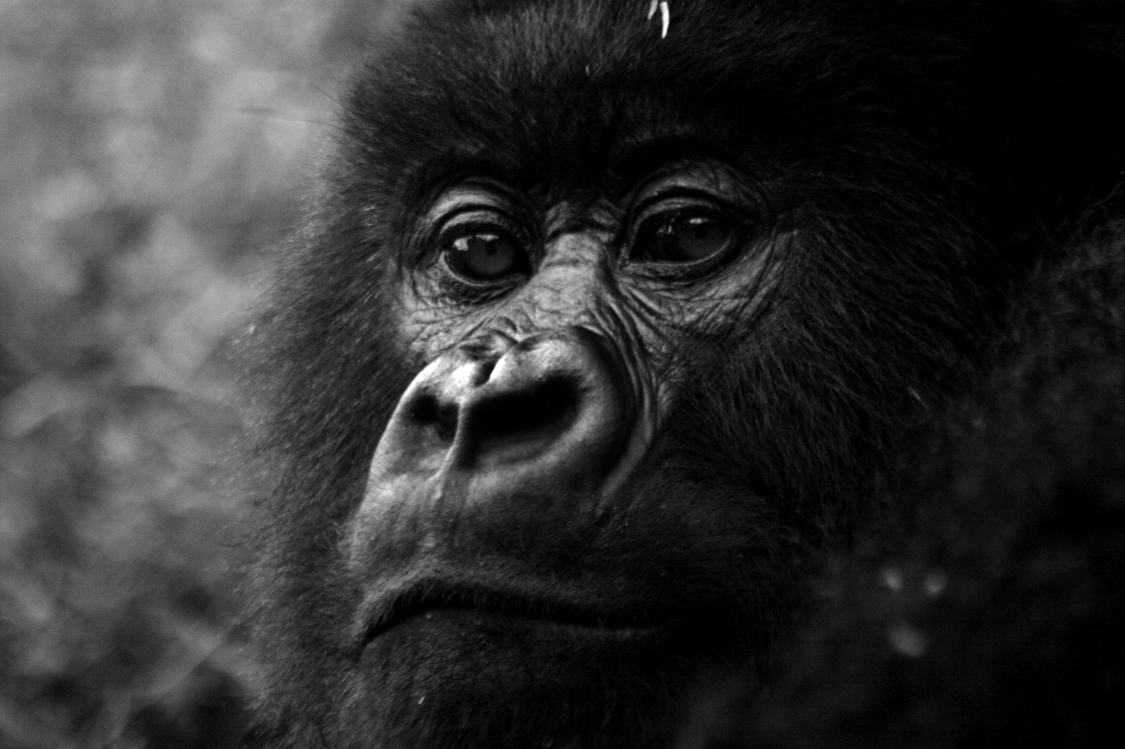 Foto de gorilas que posan para selfie se vuelve viral
