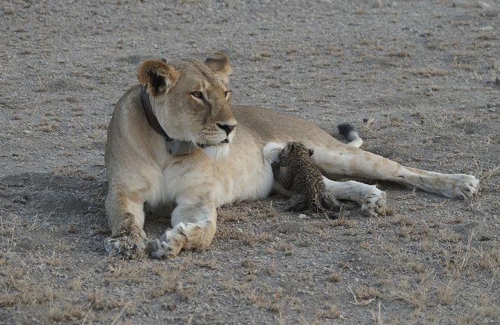 La leona conocida como "Nosikitok" amamanta a un cachorro de leopardo (Reuters)
