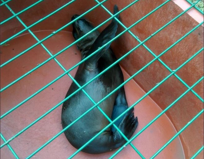 Un lobo marino es rescatado en Morelia, Michoacán;