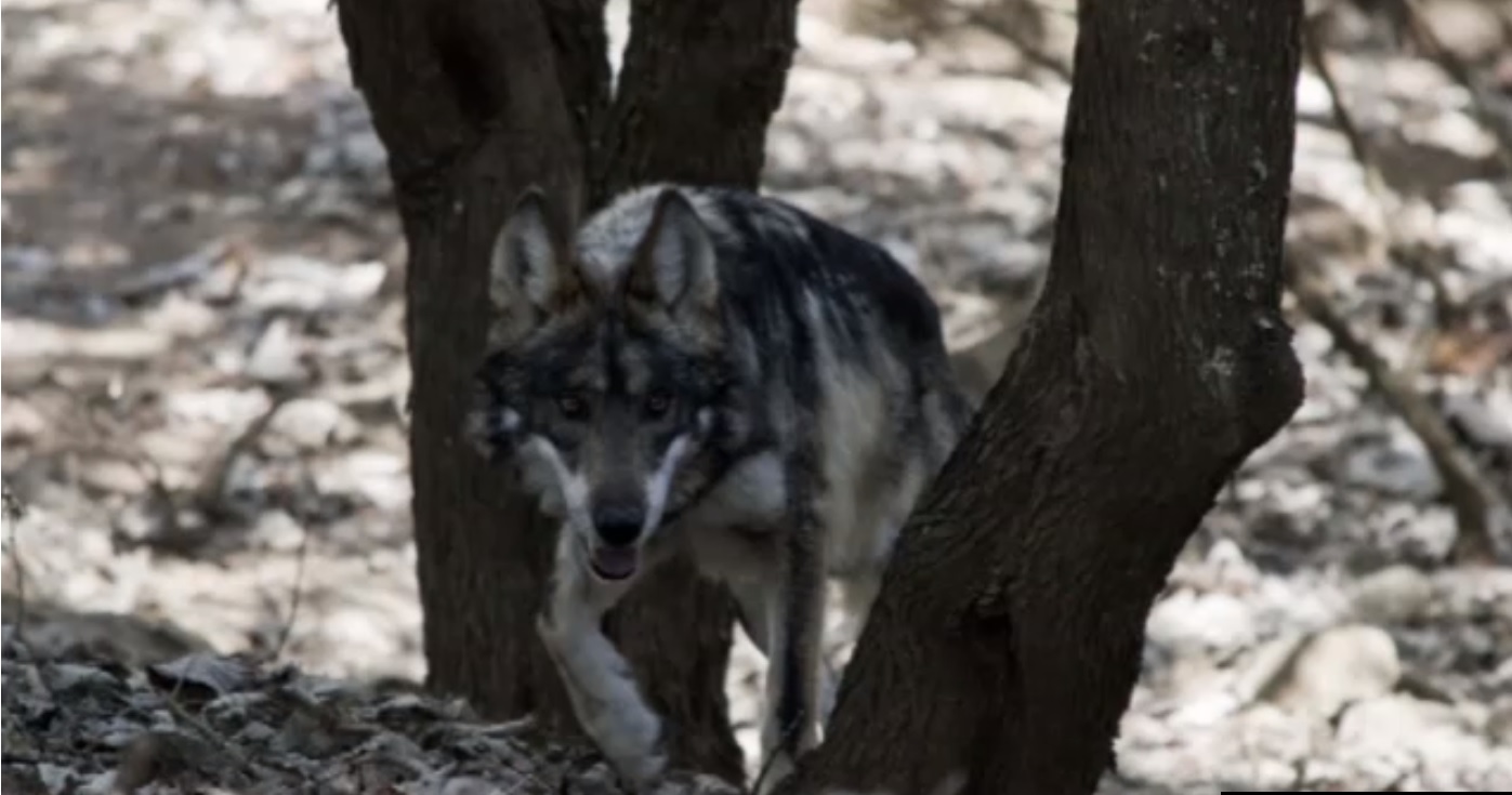 Lobo mexicano es conservado en atlacomulco edomex