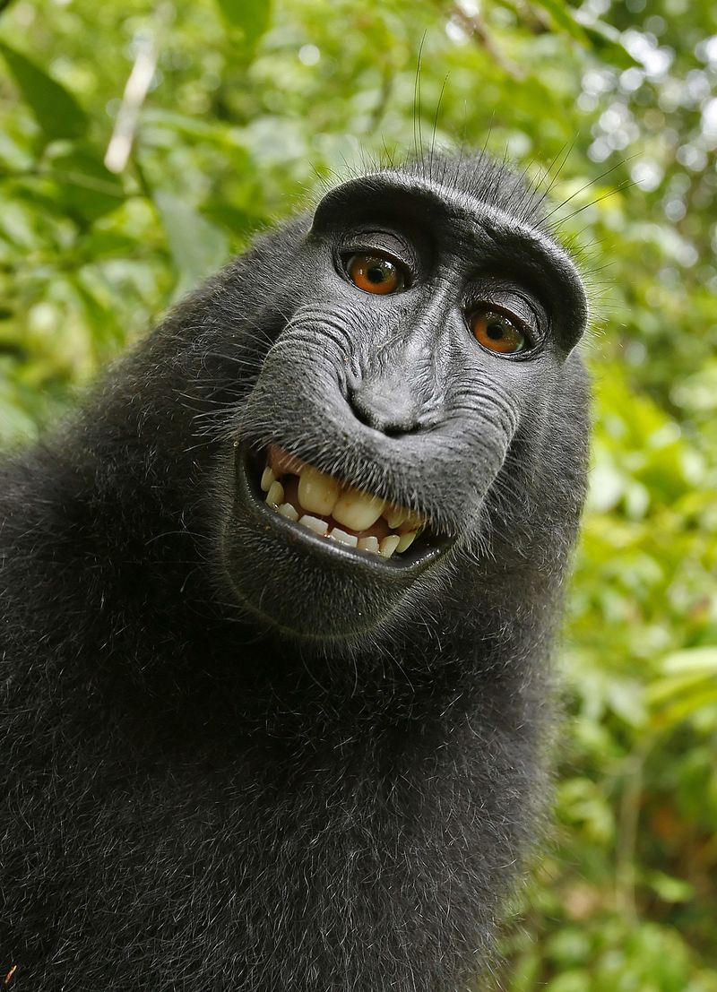 propiedad intelectual, monkey selfie, David Slater, macaco negro