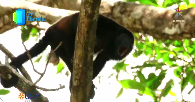 Mono aullador negro de Costa Rica 