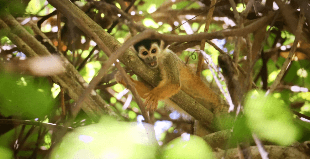 Mono capuchino de Costa Rica en un árbol