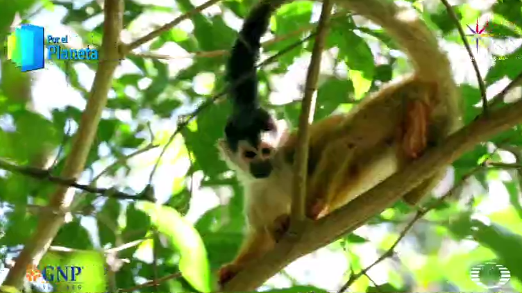 Mono titi de Costa Rica Por el Planeta