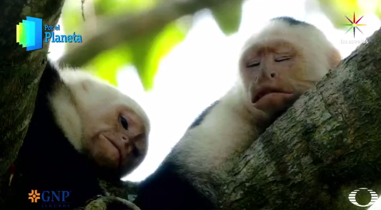 Monos capuchinos de Costa Rica Por el Planeta