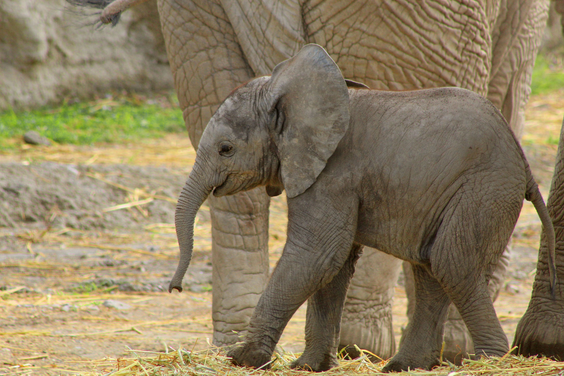 Nace primer bebé elefante africano en Puebla