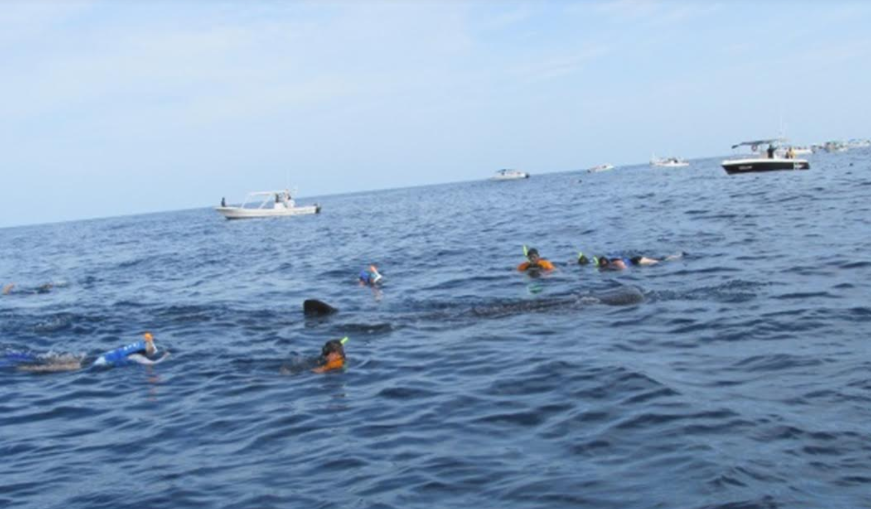 Avistamiento de tiburón ballena en Quintana Roo.