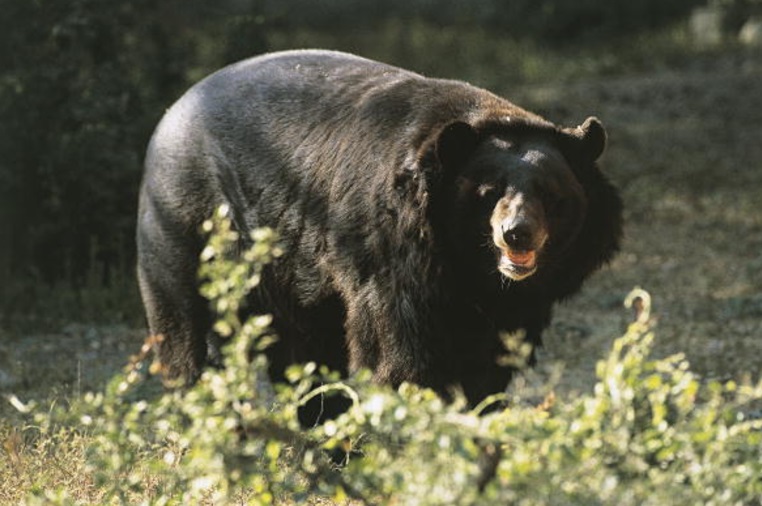 Un oso negro es captado en Estados Unidos (Getty Images/archivo)