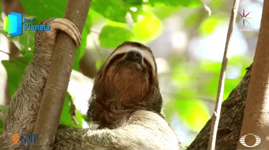 Oso perezoso abrazado a un árbol en Costa Rica 